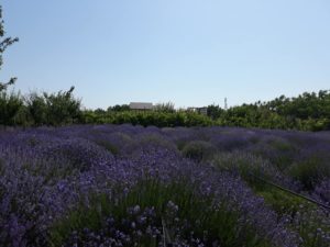 gradina lavanda